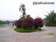 [P22] imagine din fata hotelului, superbe aranjamente florale (nu suntem noi in imagini) » foto by mira78
 - 
<span class="allrVoted glyphicon glyphicon-heart hidden" id="av206703"></span>
<a class="m-l-10 hidden" id="sv206703" onclick="voting_Foto_DelVot(,206703,3287)" role="button">șterge vot <span class="glyphicon glyphicon-remove"></span></a>
<a id="v9206703" class=" c-red"  onclick="voting_Foto_SetVot(206703)" role="button"><span class="glyphicon glyphicon-heart-empty"></span> <b>LIKE</b> = Votează poza</a> <img class="hidden"  id="f206703W9" src="/imagini/loader.gif" border="0" /><span class="AjErrMes hidden" id="e206703ErM"></span>