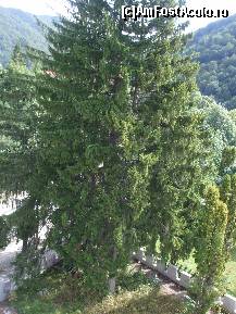 [P19] o ,,atestare documentară' a vechimii locului pe care nu m-am putut abține să nu o fotografiez, de pe balcon (hotel Cerbul-Sinaia)  » foto by vanda
 - 
<span class="allrVoted glyphicon glyphicon-heart hidden" id="av364994"></span>
<a class="m-l-10 hidden" id="sv364994" onclick="voting_Foto_DelVot(,364994,3372)" role="button">șterge vot <span class="glyphicon glyphicon-remove"></span></a>
<a id="v9364994" class=" c-red"  onclick="voting_Foto_SetVot(364994)" role="button"><span class="glyphicon glyphicon-heart-empty"></span> <b>LIKE</b> = Votează poza</a> <img class="hidden"  id="f364994W9" src="/imagini/loader.gif" border="0" /><span class="AjErrMes hidden" id="e364994ErM"></span>