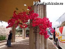 [P43] Florile de bougainvillea au cucerit Israelul. Aici, la Yardenit.  » foto by mariana.olaru
 - 
<span class="allrVoted glyphicon glyphicon-heart hidden" id="av417933"></span>
<a class="m-l-10 hidden" id="sv417933" onclick="voting_Foto_DelVot(,417933,3380)" role="button">șterge vot <span class="glyphicon glyphicon-remove"></span></a>
<a id="v9417933" class=" c-red"  onclick="voting_Foto_SetVot(417933)" role="button"><span class="glyphicon glyphicon-heart-empty"></span> <b>LIKE</b> = Votează poza</a> <img class="hidden"  id="f417933W9" src="/imagini/loader.gif" border="0" /><span class="AjErrMes hidden" id="e417933ErM"></span>