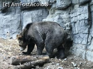 [P07] urs grizzly central park zoo (sunt animale salvate toate) de vazut focile cand sunt hranite, un spectacol superb! (una este oarba)  » foto by ask 4
 - 
<span class="allrVoted glyphicon glyphicon-heart hidden" id="av1138139"></span>
<a class="m-l-10 hidden" id="sv1138139" onclick="voting_Foto_DelVot(,1138139,3385)" role="button">șterge vot <span class="glyphicon glyphicon-remove"></span></a>
<a id="v91138139" class=" c-red"  onclick="voting_Foto_SetVot(1138139)" role="button"><span class="glyphicon glyphicon-heart-empty"></span> <b>LIKE</b> = Votează poza</a> <img class="hidden"  id="f1138139W9" src="/imagini/loader.gif" border="0" /><span class="AjErrMes hidden" id="e1138139ErM"></span>