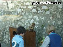 [P27] NU REFUZA NIMIC DE MANCARE » foto by bogdan 75
 - 
<span class="allrVoted glyphicon glyphicon-heart hidden" id="av64856"></span>
<a class="m-l-10 hidden" id="sv64856" onclick="voting_Foto_DelVot(,64856,3397)" role="button">șterge vot <span class="glyphicon glyphicon-remove"></span></a>
<a id="v964856" class=" c-red"  onclick="voting_Foto_SetVot(64856)" role="button"><span class="glyphicon glyphicon-heart-empty"></span> <b>LIKE</b> = Votează poza</a> <img class="hidden"  id="f64856W9" src="/imagini/loader.gif" border="0" /><span class="AjErrMes hidden" id="e64856ErM"></span>