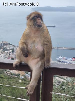 [P32]  -- <small>// FĂRĂ DESCRIERE</small> » foto by Maya_C
 - 
<span class="allrVoted glyphicon glyphicon-heart hidden" id="av1507260"></span>
<a class="m-l-10 hidden" id="sv1507260" onclick="voting_Foto_DelVot(,1507260,3397)" role="button">șterge vot <span class="glyphicon glyphicon-remove"></span></a>
<a id="v91507260" class=" c-red"  onclick="voting_Foto_SetVot(1507260)" role="button"><span class="glyphicon glyphicon-heart-empty"></span> <b>LIKE</b> = Votează poza</a> <img class="hidden"  id="f1507260W9" src="/imagini/loader.gif" border="0" /><span class="AjErrMes hidden" id="e1507260ErM"></span>