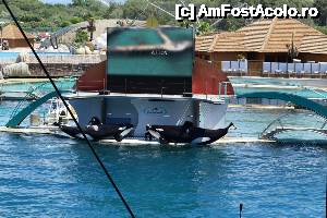 [P46] Antibes. Marineland » foto by ciprian.dima
 - 
<span class="allrVoted glyphicon glyphicon-heart hidden" id="av632945"></span>
<a class="m-l-10 hidden" id="sv632945" onclick="voting_Foto_DelVot(,632945,3404)" role="button">șterge vot <span class="glyphicon glyphicon-remove"></span></a>
<a id="v9632945" class=" c-red"  onclick="voting_Foto_SetVot(632945)" role="button"><span class="glyphicon glyphicon-heart-empty"></span> <b>LIKE</b> = Votează poza</a> <img class="hidden"  id="f632945W9" src="/imagini/loader.gif" border="0" /><span class="AjErrMes hidden" id="e632945ErM"></span>