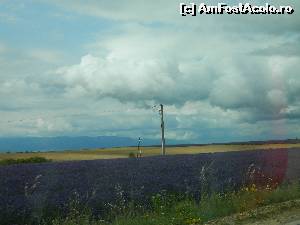 [P72] Poza facuta din masina: camp de lavanda cu un camp de grau in spate.  » foto by Maria V.
 - 
<span class="allrVoted glyphicon glyphicon-heart hidden" id="av540171"></span>
<a class="m-l-10 hidden" id="sv540171" onclick="voting_Foto_DelVot(,540171,3404)" role="button">șterge vot <span class="glyphicon glyphicon-remove"></span></a>
<a id="v9540171" class=" c-red"  onclick="voting_Foto_SetVot(540171)" role="button"><span class="glyphicon glyphicon-heart-empty"></span> <b>LIKE</b> = Votează poza</a> <img class="hidden"  id="f540171W9" src="/imagini/loader.gif" border="0" /><span class="AjErrMes hidden" id="e540171ErM"></span>