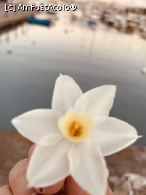 [P02] Narcisa din Sliema care mi-a făcut ziua și mai frumoasa!  » foto by indiralisa_26
 - 
<span class="allrVoted glyphicon glyphicon-heart hidden" id="av1142602"></span>
<a class="m-l-10 hidden" id="sv1142602" onclick="voting_Foto_DelVot(,1142602,3405)" role="button">șterge vot <span class="glyphicon glyphicon-remove"></span></a>
<a id="v91142602" class=" c-red"  onclick="voting_Foto_SetVot(1142602)" role="button"><span class="glyphicon glyphicon-heart-empty"></span> <b>LIKE</b> = Votează poza</a> <img class="hidden"  id="f1142602W9" src="/imagini/loader.gif" border="0" /><span class="AjErrMes hidden" id="e1142602ErM"></span>