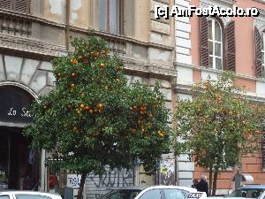 [P18] portocali pe stradă » foto by marocanu21
 - 
<span class="allrVoted glyphicon glyphicon-heart hidden" id="av485175"></span>
<a class="m-l-10 hidden" id="sv485175" onclick="voting_Foto_DelVot(,485175,3406)" role="button">șterge vot <span class="glyphicon glyphicon-remove"></span></a>
<a id="v9485175" class=" c-red"  onclick="voting_Foto_SetVot(485175)" role="button"><span class="glyphicon glyphicon-heart-empty"></span> <b>LIKE</b> = Votează poza</a> <img class="hidden"  id="f485175W9" src="/imagini/loader.gif" border="0" /><span class="AjErrMes hidden" id="e485175ErM"></span>