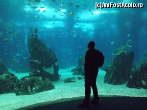 [P15] vedere din interiorul Oceanarium-ului » foto by robert
 - 
<span class="allrVoted glyphicon glyphicon-heart hidden" id="av588734"></span>
<a class="m-l-10 hidden" id="sv588734" onclick="voting_Foto_DelVot(,588734,3414)" role="button">șterge vot <span class="glyphicon glyphicon-remove"></span></a>
<a id="v9588734" class=" c-red"  onclick="voting_Foto_SetVot(588734)" role="button"><span class="glyphicon glyphicon-heart-empty"></span> <b>LIKE</b> = Votează poza</a> <img class="hidden"  id="f588734W9" src="/imagini/loader.gif" border="0" /><span class="AjErrMes hidden" id="e588734ErM"></span>