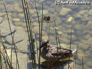 [P23] În faţa clădirii Muzeului Gulbenkian se află un mic iaz cu peştişori şi raţe.  » foto by Carmen Ion
 - 
<span class="allrVoted glyphicon glyphicon-heart hidden" id="av613062"></span>
<a class="m-l-10 hidden" id="sv613062" onclick="voting_Foto_DelVot(,613062,3414)" role="button">șterge vot <span class="glyphicon glyphicon-remove"></span></a>
<a id="v9613062" class=" c-red"  onclick="voting_Foto_SetVot(613062)" role="button"><span class="glyphicon glyphicon-heart-empty"></span> <b>LIKE</b> = Votează poza</a> <img class="hidden"  id="f613062W9" src="/imagini/loader.gif" border="0" /><span class="AjErrMes hidden" id="e613062ErM"></span>