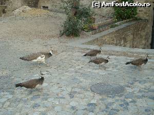 [P14]  -- <small>// FĂRĂ DESCRIERE</small> » foto by bogdanescu07
 - 
<span class="allrVoted glyphicon glyphicon-heart hidden" id="av621154"></span>
<a class="m-l-10 hidden" id="sv621154" onclick="voting_Foto_DelVot(,621154,3414)" role="button">șterge vot <span class="glyphicon glyphicon-remove"></span></a>
<a id="v9621154" class=" c-red"  onclick="voting_Foto_SetVot(621154)" role="button"><span class="glyphicon glyphicon-heart-empty"></span> <b>LIKE</b> = Votează poza</a> <img class="hidden"  id="f621154W9" src="/imagini/loader.gif" border="0" /><span class="AjErrMes hidden" id="e621154ErM"></span>