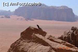 [P29] viata in desert » foto by andreea72
 - 
<span class="allrVoted glyphicon glyphicon-heart hidden" id="av745437"></span>
<a class="m-l-10 hidden" id="sv745437" onclick="voting_Foto_DelVot(,745437,3434)" role="button">șterge vot <span class="glyphicon glyphicon-remove"></span></a>
<a id="v9745437" class=" c-red"  onclick="voting_Foto_SetVot(745437)" role="button"><span class="glyphicon glyphicon-heart-empty"></span> <b>LIKE</b> = Votează poza</a> <img class="hidden"  id="f745437W9" src="/imagini/loader.gif" border="0" /><span class="AjErrMes hidden" id="e745437ErM"></span>