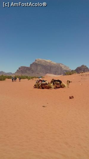 P04 [APR-2019] Cămile odihnindu-se în deşertul Wadi Rum