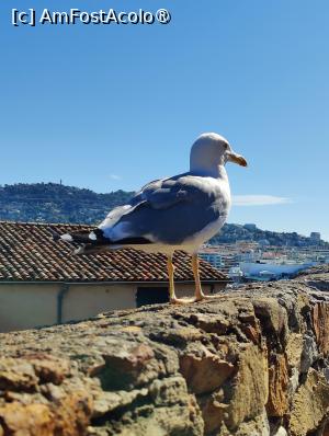 [P28] La pas prin Cannes; pe colină » foto by crismis
 - 
<span class="allrVoted glyphicon glyphicon-heart hidden" id="av1522209"></span>
<a class="m-l-10 hidden" id="sv1522209" onclick="voting_Foto_DelVot(,1522209,3467)" role="button">șterge vot <span class="glyphicon glyphicon-remove"></span></a>
<a id="v91522209" class=" c-red"  onclick="voting_Foto_SetVot(1522209)" role="button"><span class="glyphicon glyphicon-heart-empty"></span> <b>LIKE</b> = Votează poza</a> <img class="hidden"  id="f1522209W9" src="/imagini/loader.gif" border="0" /><span class="AjErrMes hidden" id="e1522209ErM"></span>