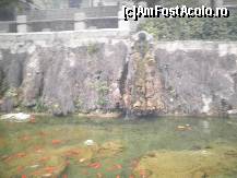 [P15] pestisori din raul Galben » foto by grecudoina
 - 
<span class="allrVoted glyphicon glyphicon-heart hidden" id="av308977"></span>
<a class="m-l-10 hidden" id="sv308977" onclick="voting_Foto_DelVot(,308977,3501)" role="button">șterge vot <span class="glyphicon glyphicon-remove"></span></a>
<a id="v9308977" class=" c-red"  onclick="voting_Foto_SetVot(308977)" role="button"><span class="glyphicon glyphicon-heart-empty"></span> <b>LIKE</b> = Votează poza</a> <img class="hidden"  id="f308977W9" src="/imagini/loader.gif" border="0" /><span class="AjErrMes hidden" id="e308977ErM"></span>