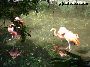 [P17] parcul cu pasari din Playa del Carmen - flamingo roz la doi pasi de noi » foto by buterfly*
 - 
<span class="allrVoted glyphicon glyphicon-heart hidden" id="av507713"></span>
<a class="m-l-10 hidden" id="sv507713" onclick="voting_Foto_DelVot(,507713,3507)" role="button">șterge vot <span class="glyphicon glyphicon-remove"></span></a>
<a id="v9507713" class=" c-red"  onclick="voting_Foto_SetVot(507713)" role="button"><span class="glyphicon glyphicon-heart-empty"></span> <b>LIKE</b> = Votează poza</a> <img class="hidden"  id="f507713W9" src="/imagini/loader.gif" border="0" /><span class="AjErrMes hidden" id="e507713ErM"></span>