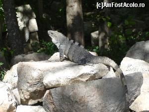 [P07] iguana dolofana de la Uxmal » foto by buterfly*
 - 
<span class="allrVoted glyphicon glyphicon-heart hidden" id="av507703"></span>
<a class="m-l-10 hidden" id="sv507703" onclick="voting_Foto_DelVot(,507703,3507)" role="button">șterge vot <span class="glyphicon glyphicon-remove"></span></a>
<a id="v9507703" class=" c-red"  onclick="voting_Foto_SetVot(507703)" role="button"><span class="glyphicon glyphicon-heart-empty"></span> <b>LIKE</b> = Votează poza</a> <img class="hidden"  id="f507703W9" src="/imagini/loader.gif" border="0" /><span class="AjErrMes hidden" id="e507703ErM"></span>