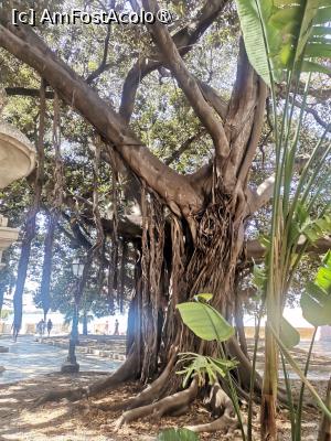 [P09] Giardino Aretusa. Un parc ce ne-a placut mult, cu ficusi giganti » foto by dorgo
 - 
<span class="allrVoted glyphicon glyphicon-heart hidden" id="av1508027"></span>
<a class="m-l-10 hidden" id="sv1508027" onclick="voting_Foto_DelVot(,1508027,3509)" role="button">șterge vot <span class="glyphicon glyphicon-remove"></span></a>
<a id="v91508027" class=" c-red"  onclick="voting_Foto_SetVot(1508027)" role="button"><span class="glyphicon glyphicon-heart-empty"></span> <b>LIKE</b> = Votează poza</a> <img class="hidden"  id="f1508027W9" src="/imagini/loader.gif" border="0" /><span class="AjErrMes hidden" id="e1508027ErM"></span>