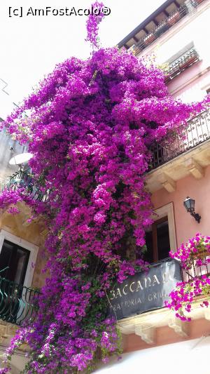 P02 [JUN-2017] Bougainvillea în Taormina, la Trattoria il Baccante