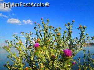 [P26] Albastru cerului de primavara este cel mai frumos albastru ever!  » foto by vulpe mihaela
 - 
<span class="allrVoted glyphicon glyphicon-heart hidden" id="av965028"></span>
<a class="m-l-10 hidden" id="sv965028" onclick="voting_Foto_DelVot(,965028,3511)" role="button">șterge vot <span class="glyphicon glyphicon-remove"></span></a>
<a id="v9965028" class=" c-red"  onclick="voting_Foto_SetVot(965028)" role="button"><span class="glyphicon glyphicon-heart-empty"></span> <b>LIKE</b> = Votează poza</a> <img class="hidden"  id="f965028W9" src="/imagini/loader.gif" border="0" /><span class="AjErrMes hidden" id="e965028ErM"></span>