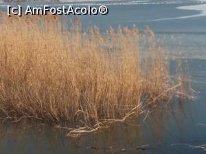 [P31] Papurisul prins in gheata.  » foto by vulpe mihaela
 - 
<span class="allrVoted glyphicon glyphicon-heart hidden" id="av965033"></span>
<a class="m-l-10 hidden" id="sv965033" onclick="voting_Foto_DelVot(,965033,3511)" role="button">șterge vot <span class="glyphicon glyphicon-remove"></span></a>
<a id="v9965033" class=" c-red"  onclick="voting_Foto_SetVot(965033)" role="button"><span class="glyphicon glyphicon-heart-empty"></span> <b>LIKE</b> = Votează poza</a> <img class="hidden"  id="f965033W9" src="/imagini/loader.gif" border="0" /><span class="AjErrMes hidden" id="e965033ErM"></span>