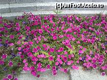 [P01] Feerie de culori in Parcul A.I.Cuza » foto by Visan125
 - 
<span class="allrVoted glyphicon glyphicon-heart hidden" id="av112778"></span>
<a class="m-l-10 hidden" id="sv112778" onclick="voting_Foto_DelVot(,112778,3511)" role="button">șterge vot <span class="glyphicon glyphicon-remove"></span></a>
<a id="v9112778" class=" c-red"  onclick="voting_Foto_SetVot(112778)" role="button"><span class="glyphicon glyphicon-heart-empty"></span> <b>LIKE</b> = Votează poza</a> <img class="hidden"  id="f112778W9" src="/imagini/loader.gif" border="0" /><span class="AjErrMes hidden" id="e112778ErM"></span>