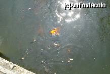 [P10]  -- <small>// FĂRĂ DESCRIERE</small> » foto by ileanaxperta*
 - 
<span class="allrVoted glyphicon glyphicon-heart hidden" id="av195533"></span>
<a class="m-l-10 hidden" id="sv195533" onclick="voting_Foto_DelVot(,195533,3511)" role="button">șterge vot <span class="glyphicon glyphicon-remove"></span></a>
<a id="v9195533" class=" c-red"  onclick="voting_Foto_SetVot(195533)" role="button"><span class="glyphicon glyphicon-heart-empty"></span> <b>LIKE</b> = Votează poza</a> <img class="hidden"  id="f195533W9" src="/imagini/loader.gif" border="0" /><span class="AjErrMes hidden" id="e195533ErM"></span>