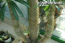 [P16]  -- <small>// FĂRĂ DESCRIERE</small> » foto by ileanaxperta*
 - 
<span class="allrVoted glyphicon glyphicon-heart hidden" id="av195539"></span>
<a class="m-l-10 hidden" id="sv195539" onclick="voting_Foto_DelVot(,195539,3511)" role="button">șterge vot <span class="glyphicon glyphicon-remove"></span></a>
<a id="v9195539" class=" c-red"  onclick="voting_Foto_SetVot(195539)" role="button"><span class="glyphicon glyphicon-heart-empty"></span> <b>LIKE</b> = Votează poza</a> <img class="hidden"  id="f195539W9" src="/imagini/loader.gif" border="0" /><span class="AjErrMes hidden" id="e195539ErM"></span>