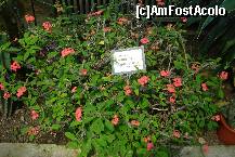 [P20]  -- <small>// FĂRĂ DESCRIERE</small> » foto by ileanaxperta*
 - 
<span class="allrVoted glyphicon glyphicon-heart hidden" id="av195543"></span>
<a class="m-l-10 hidden" id="sv195543" onclick="voting_Foto_DelVot(,195543,3511)" role="button">șterge vot <span class="glyphicon glyphicon-remove"></span></a>
<a id="v9195543" class=" c-red"  onclick="voting_Foto_SetVot(195543)" role="button"><span class="glyphicon glyphicon-heart-empty"></span> <b>LIKE</b> = Votează poza</a> <img class="hidden"  id="f195543W9" src="/imagini/loader.gif" border="0" /><span class="AjErrMes hidden" id="e195543ErM"></span>