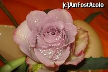 [P25]  -- <small>// FĂRĂ DESCRIERE</small> » foto by ileanaxperta*
 - 
<span class="allrVoted glyphicon glyphicon-heart hidden" id="av195548"></span>
<a class="m-l-10 hidden" id="sv195548" onclick="voting_Foto_DelVot(,195548,3511)" role="button">șterge vot <span class="glyphicon glyphicon-remove"></span></a>
<a id="v9195548" class=" c-red"  onclick="voting_Foto_SetVot(195548)" role="button"><span class="glyphicon glyphicon-heart-empty"></span> <b>LIKE</b> = Votează poza</a> <img class="hidden"  id="f195548W9" src="/imagini/loader.gif" border="0" /><span class="AjErrMes hidden" id="e195548ErM"></span>