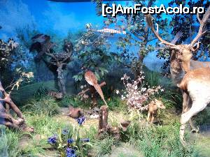 [P11] “La bulivar birjar, la bulivar”, asa cum ziceau bucurestenii anilor ’40 :) Muzeul Antipa - Diorame biologice.  » foto by vega06
 - 
<span class="allrVoted glyphicon glyphicon-heart hidden" id="av694815"></span>
<a class="m-l-10 hidden" id="sv694815" onclick="voting_Foto_DelVot(,694815,3511)" role="button">șterge vot <span class="glyphicon glyphicon-remove"></span></a>
<a id="v9694815" class=" c-red"  onclick="voting_Foto_SetVot(694815)" role="button"><span class="glyphicon glyphicon-heart-empty"></span> <b>LIKE</b> = Votează poza</a> <img class="hidden"  id="f694815W9" src="/imagini/loader.gif" border="0" /><span class="AjErrMes hidden" id="e694815ErM"></span>