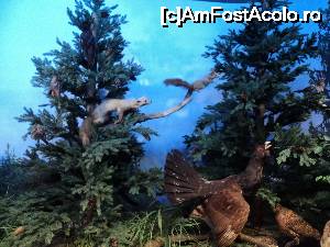 [P14] “La bulivar birjar, la bulivar”, asa cum ziceau bucurestenii anilor ’40 :) Muzeul Antipa - Diorame biologice.  » foto by vega06
 - 
<span class="allrVoted glyphicon glyphicon-heart hidden" id="av694818"></span>
<a class="m-l-10 hidden" id="sv694818" onclick="voting_Foto_DelVot(,694818,3511)" role="button">șterge vot <span class="glyphicon glyphicon-remove"></span></a>
<a id="v9694818" class=" c-red"  onclick="voting_Foto_SetVot(694818)" role="button"><span class="glyphicon glyphicon-heart-empty"></span> <b>LIKE</b> = Votează poza</a> <img class="hidden"  id="f694818W9" src="/imagini/loader.gif" border="0" /><span class="AjErrMes hidden" id="e694818ErM"></span>