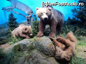 [P15] “La bulivar birjar, la bulivar”, asa cum ziceau bucurestenii anilor ’40 :) Muzeul Antipa - Diorame biologice.  » foto by vega06
 - 
<span class="allrVoted glyphicon glyphicon-heart hidden" id="av694819"></span>
<a class="m-l-10 hidden" id="sv694819" onclick="voting_Foto_DelVot(,694819,3511)" role="button">șterge vot <span class="glyphicon glyphicon-remove"></span></a>
<a id="v9694819" class=" c-red"  onclick="voting_Foto_SetVot(694819)" role="button"><span class="glyphicon glyphicon-heart-empty"></span> <b>LIKE</b> = Votează poza</a> <img class="hidden"  id="f694819W9" src="/imagini/loader.gif" border="0" /><span class="AjErrMes hidden" id="e694819ErM"></span>