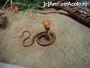 [P20] “La bulivar birjar, la bulivar”, asa cum ziceau bucurestenii anilor ’40 :) Muzeul Antipa - Diorame biologice.  » foto by vega06
 - 
<span class="allrVoted glyphicon glyphicon-heart hidden" id="av694824"></span>
<a class="m-l-10 hidden" id="sv694824" onclick="voting_Foto_DelVot(,694824,3511)" role="button">șterge vot <span class="glyphicon glyphicon-remove"></span></a>
<a id="v9694824" class=" c-red"  onclick="voting_Foto_SetVot(694824)" role="button"><span class="glyphicon glyphicon-heart-empty"></span> <b>LIKE</b> = Votează poza</a> <img class="hidden"  id="f694824W9" src="/imagini/loader.gif" border="0" /><span class="AjErrMes hidden" id="e694824ErM"></span>