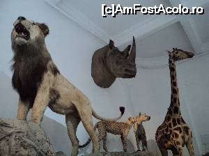 [P21] “La bulivar birjar, la bulivar”, asa cum ziceau bucurestenii anilor ’40 :) Muzeul Antipa - Animale Africa.  » foto by vega06
 - 
<span class="allrVoted glyphicon glyphicon-heart hidden" id="av694825"></span>
<a class="m-l-10 hidden" id="sv694825" onclick="voting_Foto_DelVot(,694825,3511)" role="button">șterge vot <span class="glyphicon glyphicon-remove"></span></a>
<a id="v9694825" class=" c-red"  onclick="voting_Foto_SetVot(694825)" role="button"><span class="glyphicon glyphicon-heart-empty"></span> <b>LIKE</b> = Votează poza</a> <img class="hidden"  id="f694825W9" src="/imagini/loader.gif" border="0" /><span class="AjErrMes hidden" id="e694825ErM"></span>