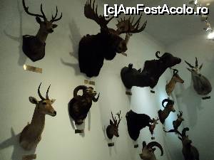 [P22] “La bulivar birjar, la bulivar”, asa cum ziceau bucurestenii anilor ’40 :) Muzeul Antipa - Trofee.  » foto by vega06
 - 
<span class="allrVoted glyphicon glyphicon-heart hidden" id="av694826"></span>
<a class="m-l-10 hidden" id="sv694826" onclick="voting_Foto_DelVot(,694826,3511)" role="button">șterge vot <span class="glyphicon glyphicon-remove"></span></a>
<a id="v9694826" class=" c-red"  onclick="voting_Foto_SetVot(694826)" role="button"><span class="glyphicon glyphicon-heart-empty"></span> <b>LIKE</b> = Votează poza</a> <img class="hidden"  id="f694826W9" src="/imagini/loader.gif" border="0" /><span class="AjErrMes hidden" id="e694826ErM"></span>