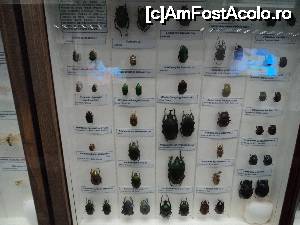 [P23] “La bulivar birjar, la bulivar”, asa cum ziceau bucurestenii anilor ’40 :) Muzeul Antipa - Diorame biologice. Colectie de goange, gandaci si gandacei :)  » foto by vega06
 - 
<span class="allrVoted glyphicon glyphicon-heart hidden" id="av694827"></span>
<a class="m-l-10 hidden" id="sv694827" onclick="voting_Foto_DelVot(,694827,3511)" role="button">șterge vot <span class="glyphicon glyphicon-remove"></span></a>
<a id="v9694827" class=" c-red"  onclick="voting_Foto_SetVot(694827)" role="button"><span class="glyphicon glyphicon-heart-empty"></span> <b>LIKE</b> = Votează poza</a> <img class="hidden"  id="f694827W9" src="/imagini/loader.gif" border="0" /><span class="AjErrMes hidden" id="e694827ErM"></span>