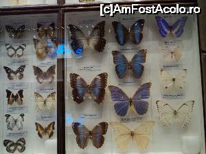 [P24] “La bulivar birjar, la bulivar”, asa cum ziceau bucurestenii anilor ’40 :) Muzeul Antipa. Colectie de fluturi. » foto by vega06
 - 
<span class="allrVoted glyphicon glyphicon-heart hidden" id="av694828"></span>
<a class="m-l-10 hidden" id="sv694828" onclick="voting_Foto_DelVot(,694828,3511)" role="button">șterge vot <span class="glyphicon glyphicon-remove"></span></a>
<a id="v9694828" class=" c-red"  onclick="voting_Foto_SetVot(694828)" role="button"><span class="glyphicon glyphicon-heart-empty"></span> <b>LIKE</b> = Votează poza</a> <img class="hidden"  id="f694828W9" src="/imagini/loader.gif" border="0" /><span class="AjErrMes hidden" id="e694828ErM"></span>