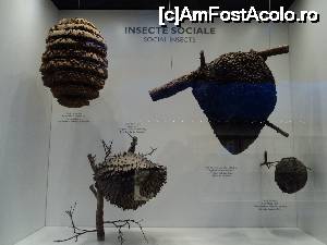 [P28] “La bulivar birjar, la bulivar”, asa cum ziceau bucurestenii anilor ’40 :) Muzeul Antipa. Insecte sociale.  » foto by vega06
 - 
<span class="allrVoted glyphicon glyphicon-heart hidden" id="av694832"></span>
<a class="m-l-10 hidden" id="sv694832" onclick="voting_Foto_DelVot(,694832,3511)" role="button">șterge vot <span class="glyphicon glyphicon-remove"></span></a>
<a id="v9694832" class=" c-red"  onclick="voting_Foto_SetVot(694832)" role="button"><span class="glyphicon glyphicon-heart-empty"></span> <b>LIKE</b> = Votează poza</a> <img class="hidden"  id="f694832W9" src="/imagini/loader.gif" border="0" /><span class="AjErrMes hidden" id="e694832ErM"></span>