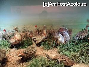 [P08] “La bulivar birjar, la bulivar”, asa cum ziceau bucurestenii anilor ’40 :) Muzeul Antipa - Diorame biologice.  » foto by vega06
 - 
<span class="allrVoted glyphicon glyphicon-heart hidden" id="av694812"></span>
<a class="m-l-10 hidden" id="sv694812" onclick="voting_Foto_DelVot(,694812,3511)" role="button">șterge vot <span class="glyphicon glyphicon-remove"></span></a>
<a id="v9694812" class=" c-red"  onclick="voting_Foto_SetVot(694812)" role="button"><span class="glyphicon glyphicon-heart-empty"></span> <b>LIKE</b> = Votează poza</a> <img class="hidden"  id="f694812W9" src="/imagini/loader.gif" border="0" /><span class="AjErrMes hidden" id="e694812ErM"></span>