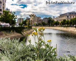 [P01] Sena micului Paris » foto by CosminZichil
 - 
<span class="allrVoted glyphicon glyphicon-heart hidden" id="av635135"></span>
<a class="m-l-10 hidden" id="sv635135" onclick="voting_Foto_DelVot(,635135,3511)" role="button">șterge vot <span class="glyphicon glyphicon-remove"></span></a>
<a id="v9635135" class=" c-red"  onclick="voting_Foto_SetVot(635135)" role="button"><span class="glyphicon glyphicon-heart-empty"></span> <b>LIKE</b> = Votează poza</a> <img class="hidden"  id="f635135W9" src="/imagini/loader.gif" border="0" /><span class="AjErrMes hidden" id="e635135ErM"></span>