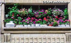 [P07] Balcon cu flori » foto by CosminZichil
 - 
<span class="allrVoted glyphicon glyphicon-heart hidden" id="av635189"></span>
<a class="m-l-10 hidden" id="sv635189" onclick="voting_Foto_DelVot(,635189,3511)" role="button">șterge vot <span class="glyphicon glyphicon-remove"></span></a>
<a id="v9635189" class=" c-red"  onclick="voting_Foto_SetVot(635189)" role="button"><span class="glyphicon glyphicon-heart-empty"></span> <b>LIKE</b> = Votează poza</a> <img class="hidden"  id="f635189W9" src="/imagini/loader.gif" border="0" /><span class="AjErrMes hidden" id="e635189ErM"></span>