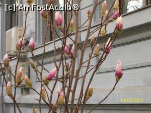 [P11] Poza asta mi-a atras 'compania a 2-a ' de dincolo de usi. Am facut si eu o poza primei magnolii inflorite, si mi s-a spus ca 'nu e frumos ce 
fac' » foto by cristina47*
 - 
<span class="allrVoted glyphicon glyphicon-heart hidden" id="av842039"></span>
<a class="m-l-10 hidden" id="sv842039" onclick="voting_Foto_DelVot(,842039,3511)" role="button">șterge vot <span class="glyphicon glyphicon-remove"></span></a>
<a id="v9842039" class=" c-red"  onclick="voting_Foto_SetVot(842039)" role="button"><span class="glyphicon glyphicon-heart-empty"></span> <b>LIKE</b> = Votează poza</a> <img class="hidden"  id="f842039W9" src="/imagini/loader.gif" border="0" /><span class="AjErrMes hidden" id="e842039ErM"></span>