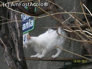 [P05] Miauuuu! Acum coboara!  » foto by cristina47*
 - 
<span class="allrVoted glyphicon glyphicon-heart hidden" id="av842033"></span>
<a class="m-l-10 hidden" id="sv842033" onclick="voting_Foto_DelVot(,842033,3511)" role="button">șterge vot <span class="glyphicon glyphicon-remove"></span></a>
<a id="v9842033" class=" c-red"  onclick="voting_Foto_SetVot(842033)" role="button"><span class="glyphicon glyphicon-heart-empty"></span> <b>LIKE</b> = Votează poza</a> <img class="hidden"  id="f842033W9" src="/imagini/loader.gif" border="0" /><span class="AjErrMes hidden" id="e842033ErM"></span>