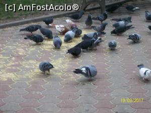 [P08] Porumbei grasi, blanzi si frumosi » foto by cristina47*
 - 
<span class="allrVoted glyphicon glyphicon-heart hidden" id="av842036"></span>
<a class="m-l-10 hidden" id="sv842036" onclick="voting_Foto_DelVot(,842036,3511)" role="button">șterge vot <span class="glyphicon glyphicon-remove"></span></a>
<a id="v9842036" class=" c-red"  onclick="voting_Foto_SetVot(842036)" role="button"><span class="glyphicon glyphicon-heart-empty"></span> <b>LIKE</b> = Votează poza</a> <img class="hidden"  id="f842036W9" src="/imagini/loader.gif" border="0" /><span class="AjErrMes hidden" id="e842036ErM"></span>