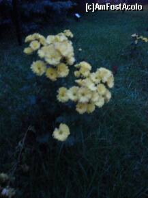 [P04] daca treceti pe langa ele  sa stiti ca sunt ale mele:) » foto by Sanziana
 - 
<span class="allrVoted glyphicon glyphicon-heart hidden" id="av165966"></span>
<a class="m-l-10 hidden" id="sv165966" onclick="voting_Foto_DelVot(,165966,3511)" role="button">șterge vot <span class="glyphicon glyphicon-remove"></span></a>
<a id="v9165966" class=" c-red"  onclick="voting_Foto_SetVot(165966)" role="button"><span class="glyphicon glyphicon-heart-empty"></span> <b>LIKE</b> = Votează poza</a> <img class="hidden"  id="f165966W9" src="/imagini/loader.gif" border="0" /><span class="AjErrMes hidden" id="e165966ErM"></span>