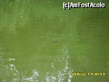 [P01] o broscuta testoasa » foto by adryana
 - 
<span class="allrVoted glyphicon glyphicon-heart hidden" id="av204008"></span>
<a class="m-l-10 hidden" id="sv204008" onclick="voting_Foto_DelVot(,204008,3511)" role="button">șterge vot <span class="glyphicon glyphicon-remove"></span></a>
<a id="v9204008" class=" c-red"  onclick="voting_Foto_SetVot(204008)" role="button"><span class="glyphicon glyphicon-heart-empty"></span> <b>LIKE</b> = Votează poza</a> <img class="hidden"  id="f204008W9" src="/imagini/loader.gif" border="0" /><span class="AjErrMes hidden" id="e204008ErM"></span>