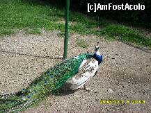 [P11]  -- <small>// FĂRĂ DESCRIERE</small> » foto by adryana
 - 
<span class="allrVoted glyphicon glyphicon-heart hidden" id="av204018"></span>
<a class="m-l-10 hidden" id="sv204018" onclick="voting_Foto_DelVot(,204018,3511)" role="button">șterge vot <span class="glyphicon glyphicon-remove"></span></a>
<a id="v9204018" class=" c-red"  onclick="voting_Foto_SetVot(204018)" role="button"><span class="glyphicon glyphicon-heart-empty"></span> <b>LIKE</b> = Votează poza</a> <img class="hidden"  id="f204018W9" src="/imagini/loader.gif" border="0" /><span class="AjErrMes hidden" id="e204018ErM"></span>