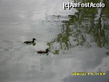 [P02] ratuste pe lac » foto by adryana
 - 
<span class="allrVoted glyphicon glyphicon-heart hidden" id="av204009"></span>
<a class="m-l-10 hidden" id="sv204009" onclick="voting_Foto_DelVot(,204009,3511)" role="button">șterge vot <span class="glyphicon glyphicon-remove"></span></a>
<a id="v9204009" class=" c-red"  onclick="voting_Foto_SetVot(204009)" role="button"><span class="glyphicon glyphicon-heart-empty"></span> <b>LIKE</b> = Votează poza</a> <img class="hidden"  id="f204009W9" src="/imagini/loader.gif" border="0" /><span class="AjErrMes hidden" id="e204009ErM"></span>