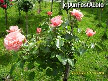 [P20]  -- <small>// FĂRĂ DESCRIERE</small> » foto by adryana
 - 
<span class="allrVoted glyphicon glyphicon-heart hidden" id="av204027"></span>
<a class="m-l-10 hidden" id="sv204027" onclick="voting_Foto_DelVot(,204027,3511)" role="button">șterge vot <span class="glyphicon glyphicon-remove"></span></a>
<a id="v9204027" class=" c-red"  onclick="voting_Foto_SetVot(204027)" role="button"><span class="glyphicon glyphicon-heart-empty"></span> <b>LIKE</b> = Votează poza</a> <img class="hidden"  id="f204027W9" src="/imagini/loader.gif" border="0" /><span class="AjErrMes hidden" id="e204027ErM"></span>