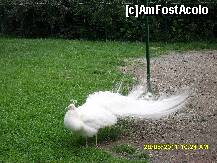 [P08]  -- <small>// FĂRĂ DESCRIERE</small> » foto by adryana
 - 
<span class="allrVoted glyphicon glyphicon-heart hidden" id="av204015"></span>
<a class="m-l-10 hidden" id="sv204015" onclick="voting_Foto_DelVot(,204015,3511)" role="button">șterge vot <span class="glyphicon glyphicon-remove"></span></a>
<a id="v9204015" class=" c-red"  onclick="voting_Foto_SetVot(204015)" role="button"><span class="glyphicon glyphicon-heart-empty"></span> <b>LIKE</b> = Votează poza</a> <img class="hidden"  id="f204015W9" src="/imagini/loader.gif" border="0" /><span class="AjErrMes hidden" id="e204015ErM"></span>