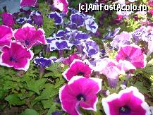 [P02] Floricelele plantate in parcu Al. Iona Cuza » foto by pink_gabi*
 - 
<span class="allrVoted glyphicon glyphicon-heart hidden" id="av82161"></span>
<a class="m-l-10 hidden" id="sv82161" onclick="voting_Foto_DelVot(,82161,3511)" role="button">șterge vot <span class="glyphicon glyphicon-remove"></span></a>
<a id="v982161" class=" c-red"  onclick="voting_Foto_SetVot(82161)" role="button"><span class="glyphicon glyphicon-heart-empty"></span> <b>LIKE</b> = Votează poza</a> <img class="hidden"  id="f82161W9" src="/imagini/loader.gif" border="0" /><span class="AjErrMes hidden" id="e82161ErM"></span>